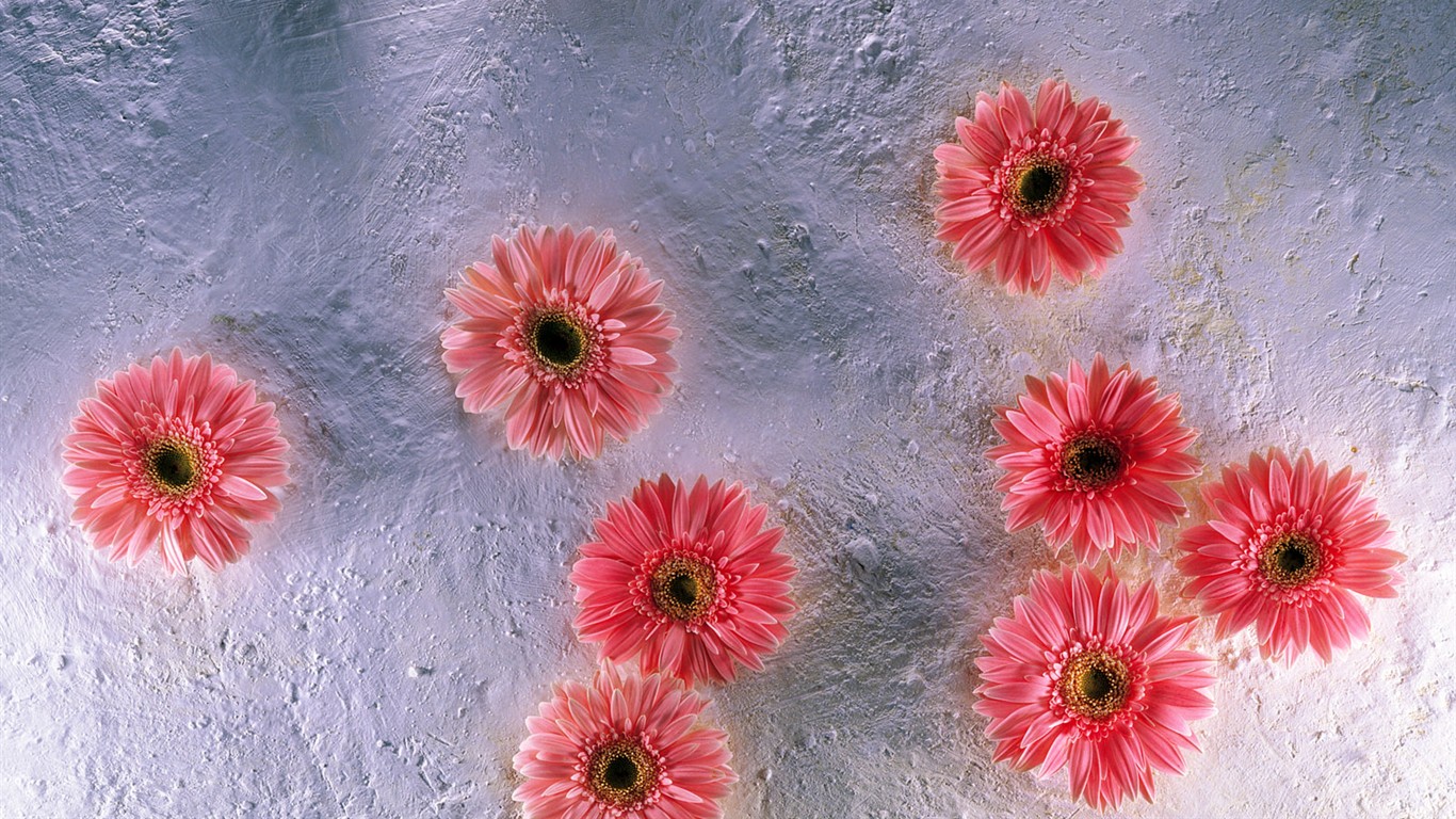 Vnitřní květinové tapety (1) #25 - 1366x768