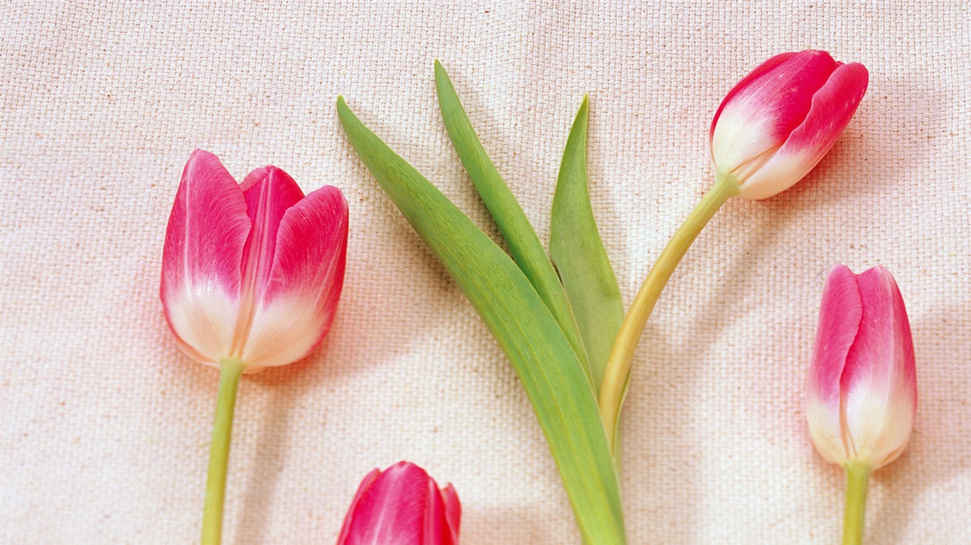 Fond d'écran de fleurs d'intérieur (1) #29 - 1366x768