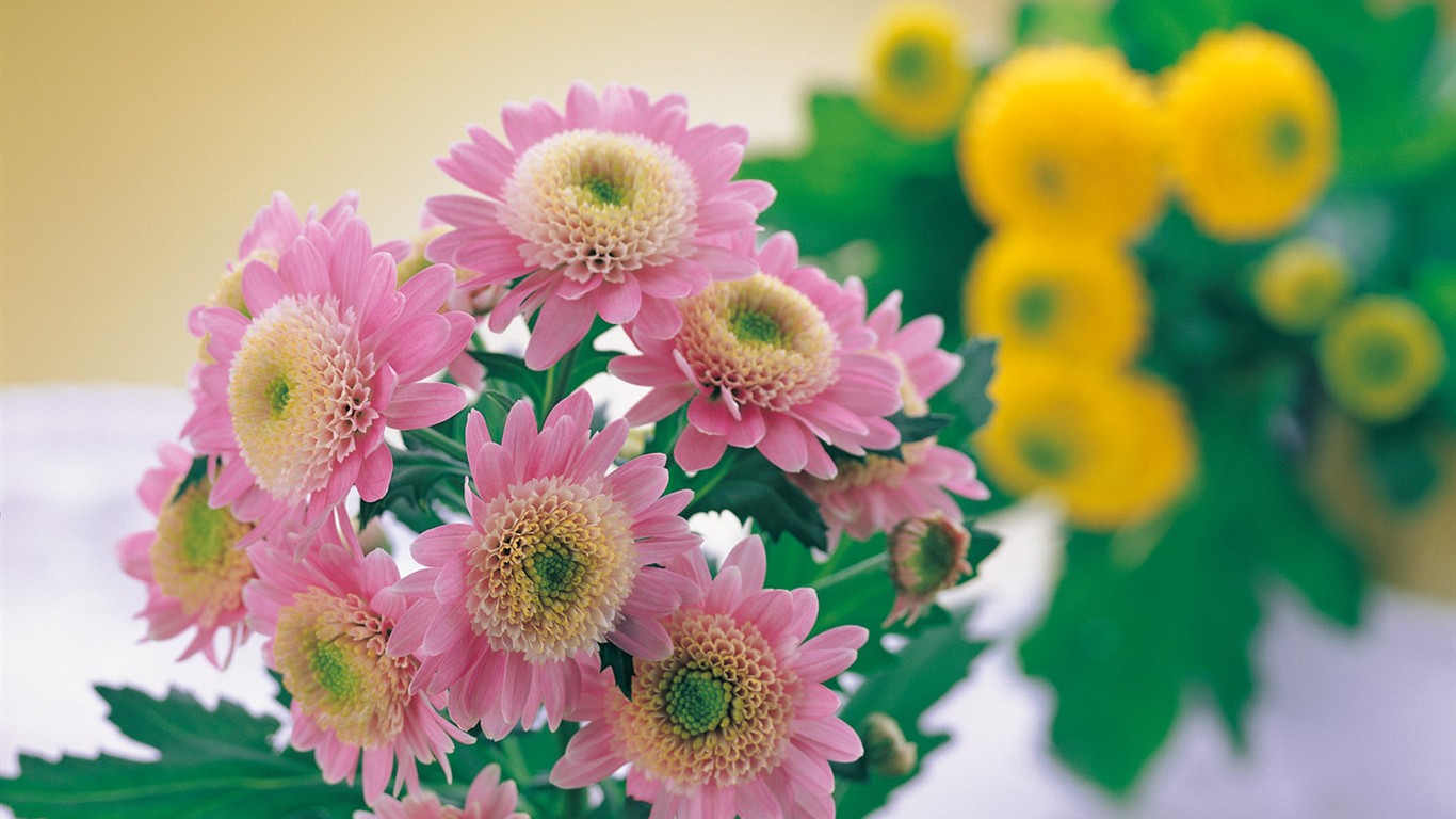 室內鮮花特輯(一) #31 - 1366x768