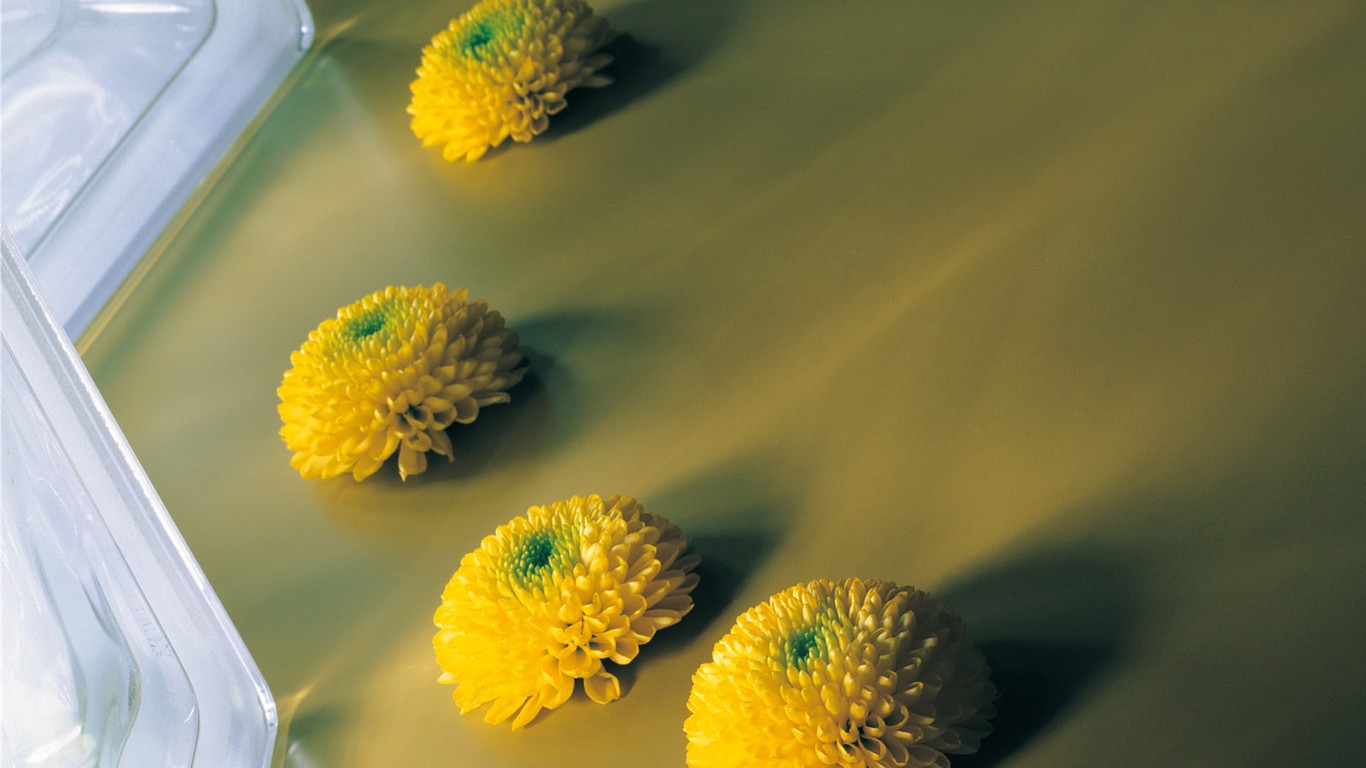 室內鮮花特輯(一) #32 - 1366x768