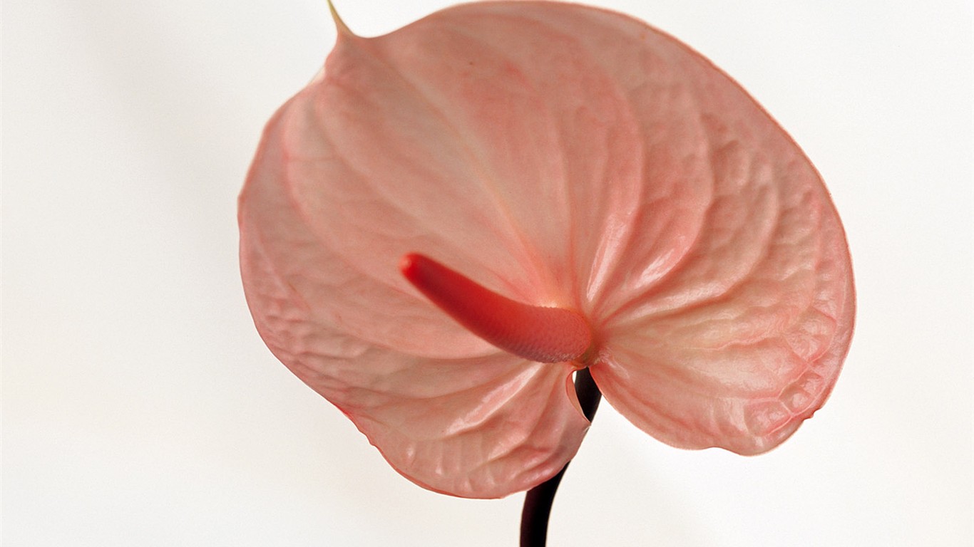 室內鮮花特輯(一) #33 - 1366x768