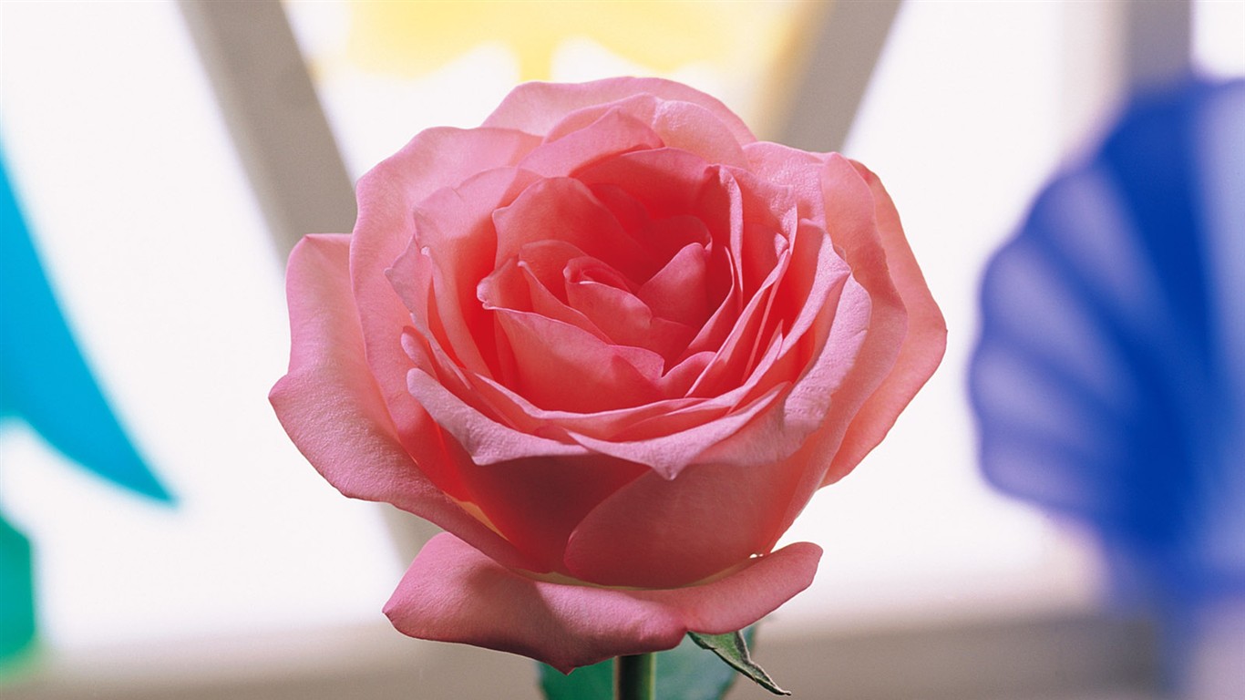 室內鮮花特輯(一) #36 - 1366x768
