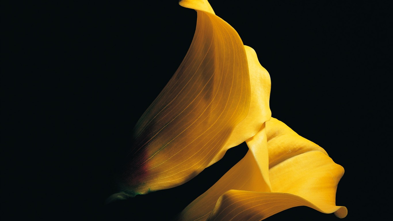 室內鮮花特輯(一) #38 - 1366x768