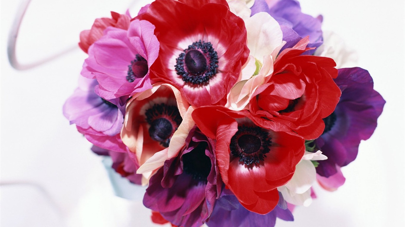 室内鲜花特辑(二)1 - 1366x768