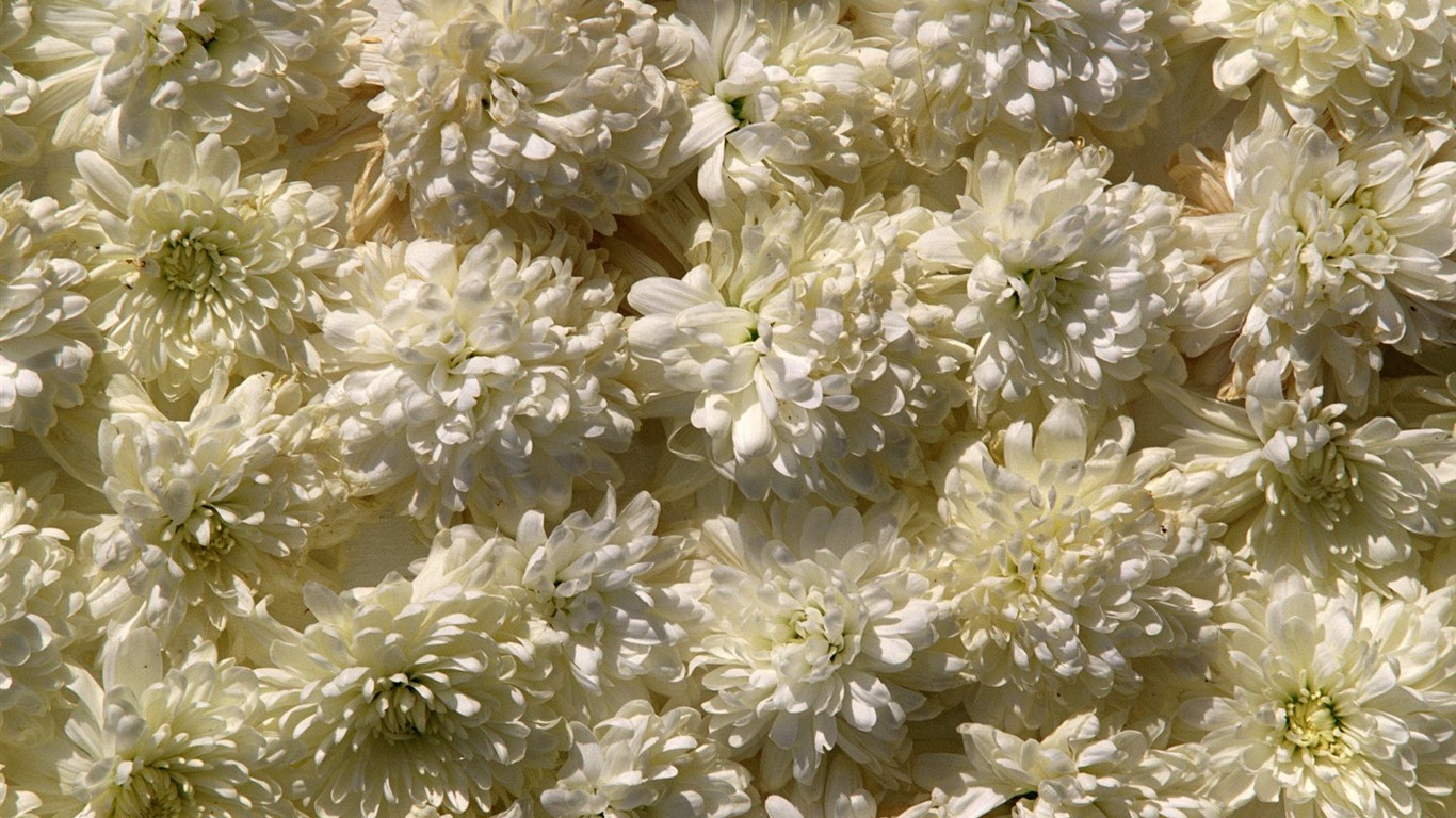 Vnitřní květinové tapety (2) #2 - 1366x768