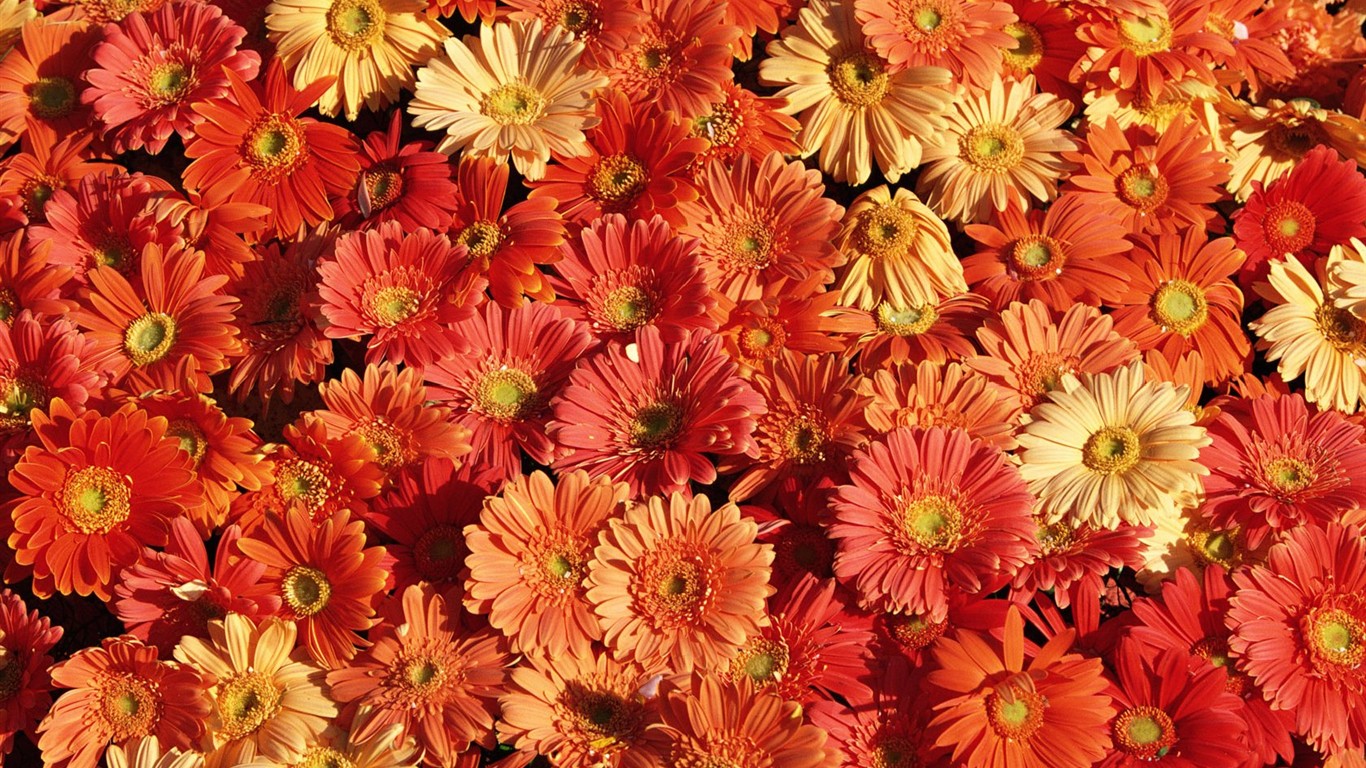 室內鮮花特輯(二) #10 - 1366x768