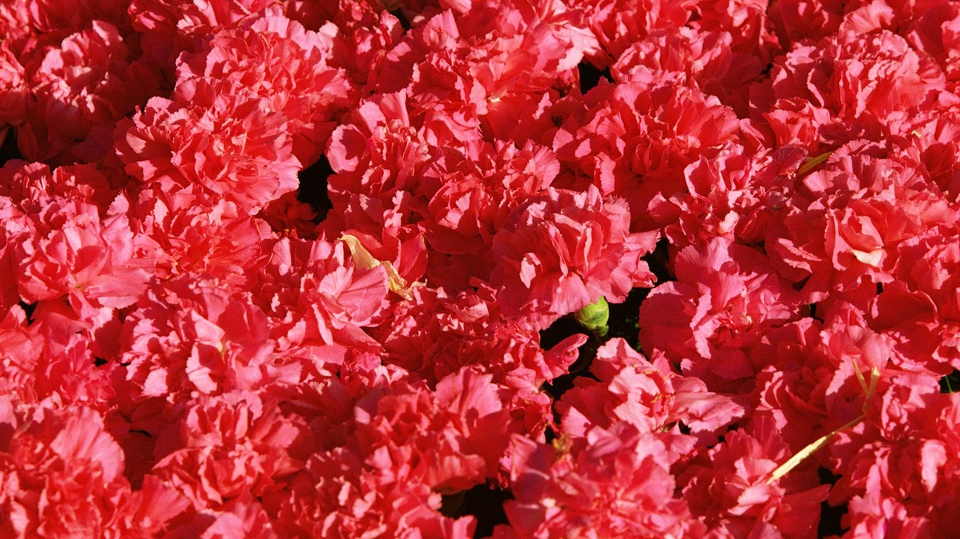 室內鮮花特輯(二) #17 - 1366x768