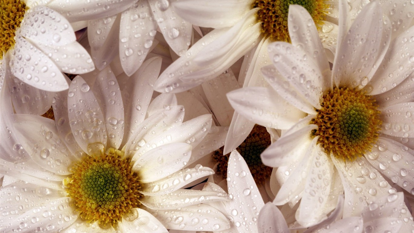 室內鮮花特輯(二) #26 - 1366x768