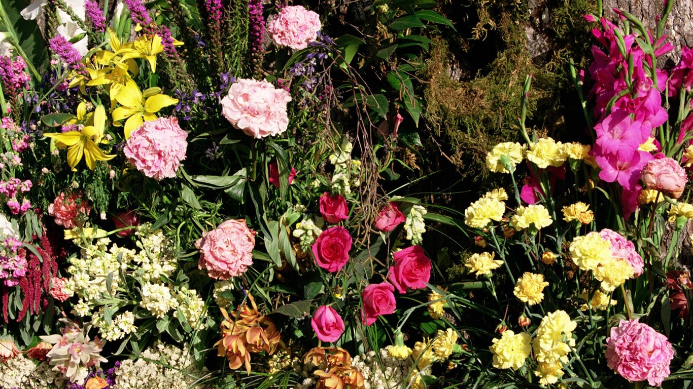 室內鮮花特輯(二) #29 - 1366x768