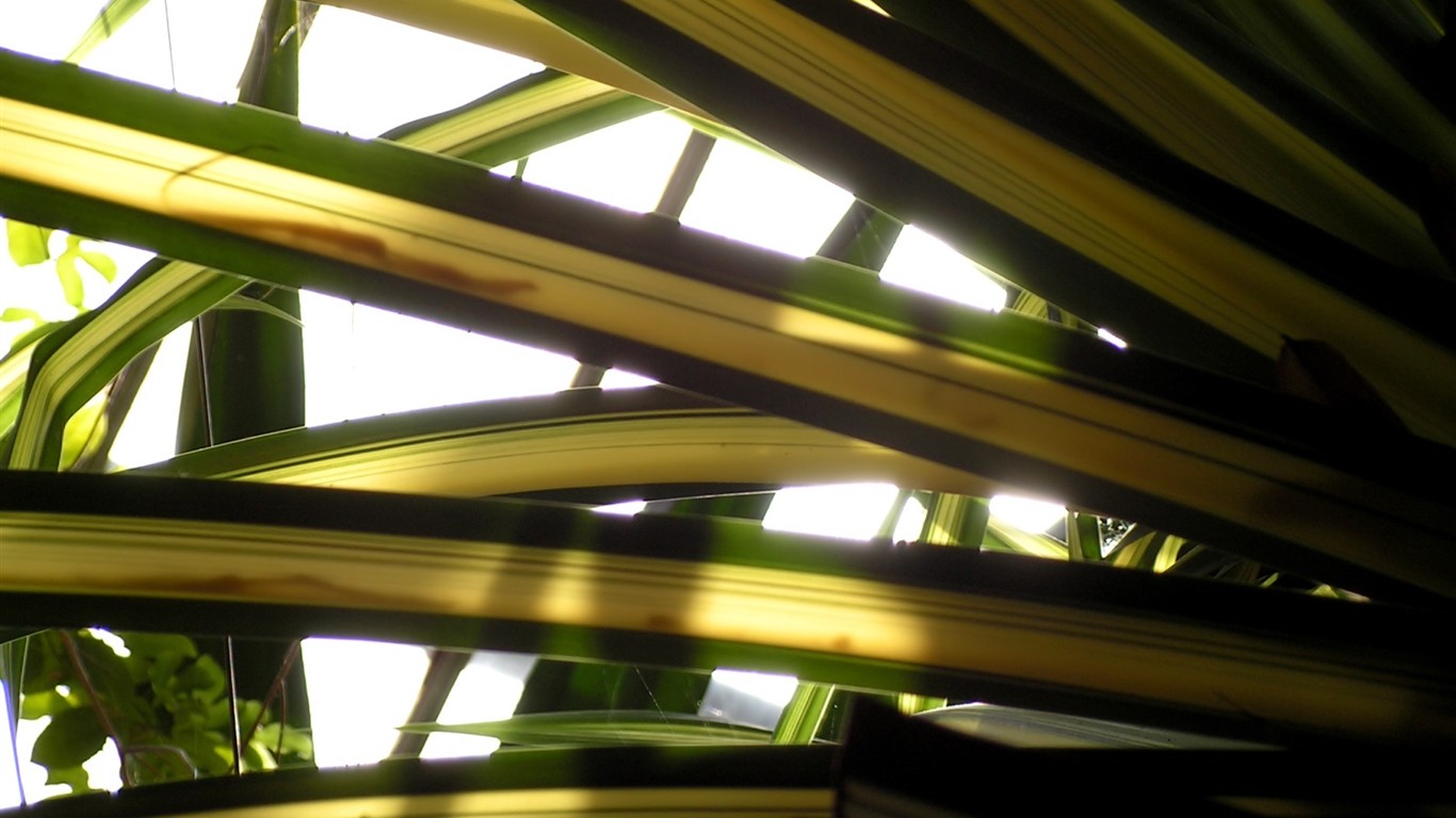 Vista rostlin tapetu (6) #4 - 1366x768