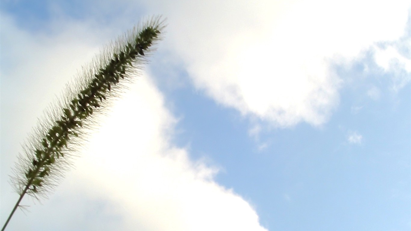 Vista 植物壁紙(六) #6 - 1366x768