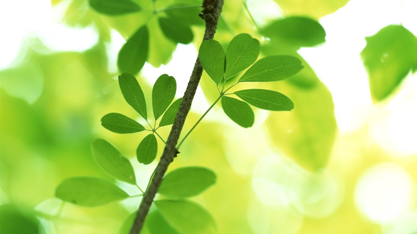 Vista 植物壁紙(六) #18 - 1366x768