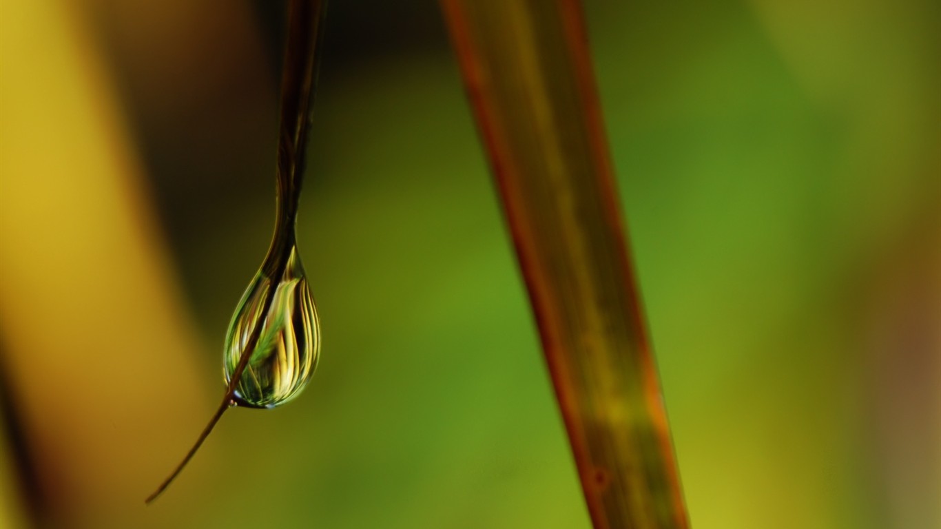  Vistaの植物の壁紙(6) #23 - 1366x768