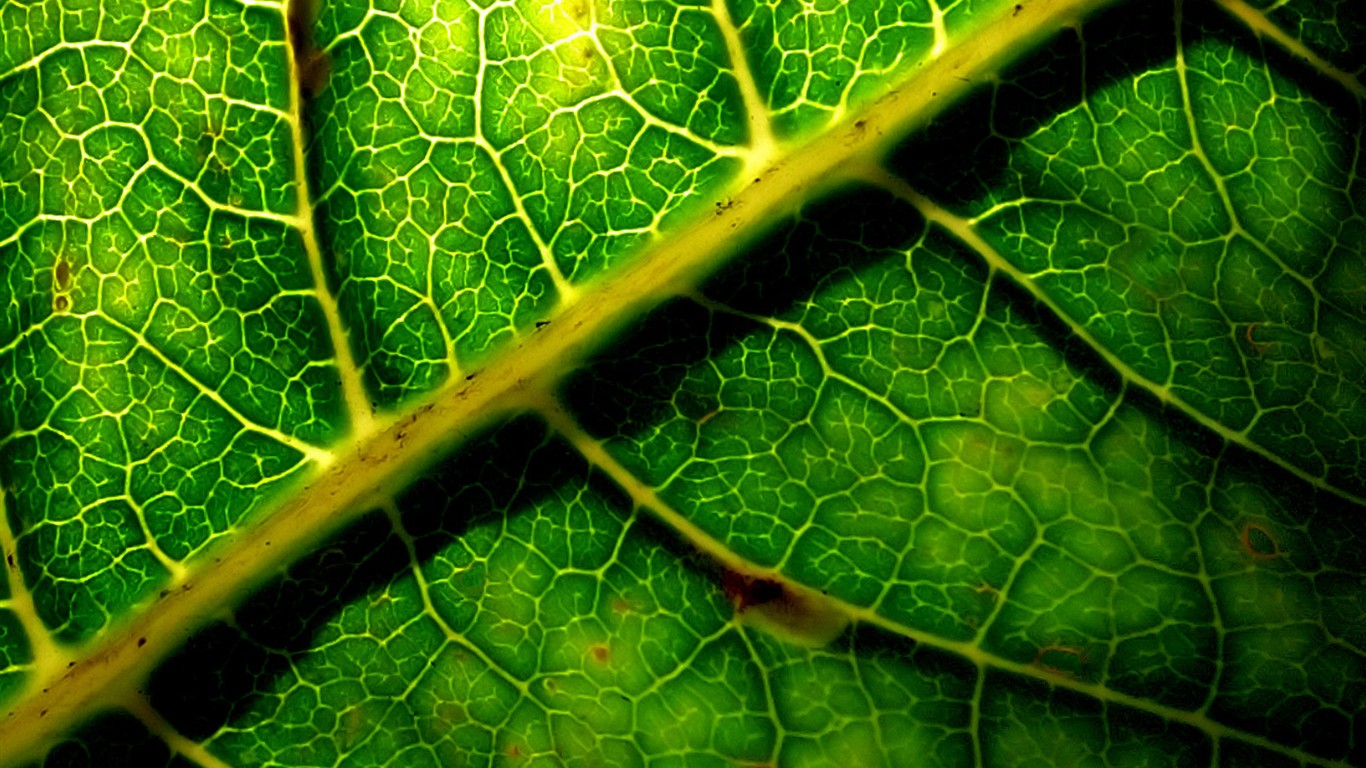 Vista Wallpaper plantes (6) #31 - 1366x768