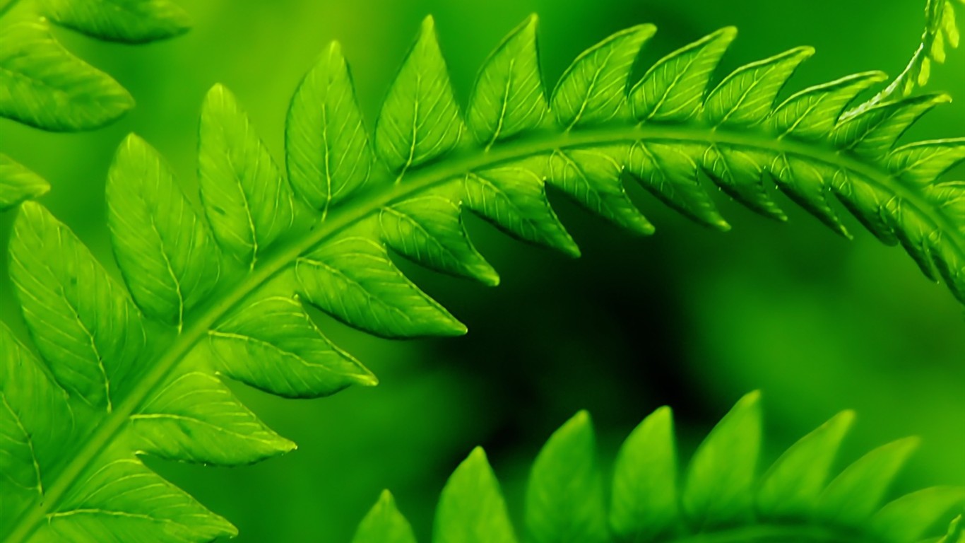 Vista 植物壁紙(五) #1 - 1366x768