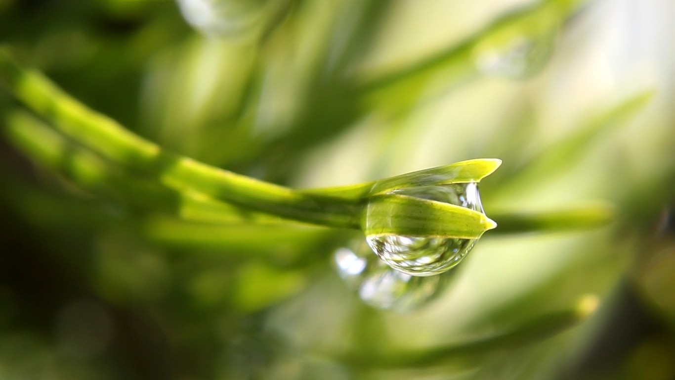 Vista rostlin tapetu (5) #2 - 1366x768