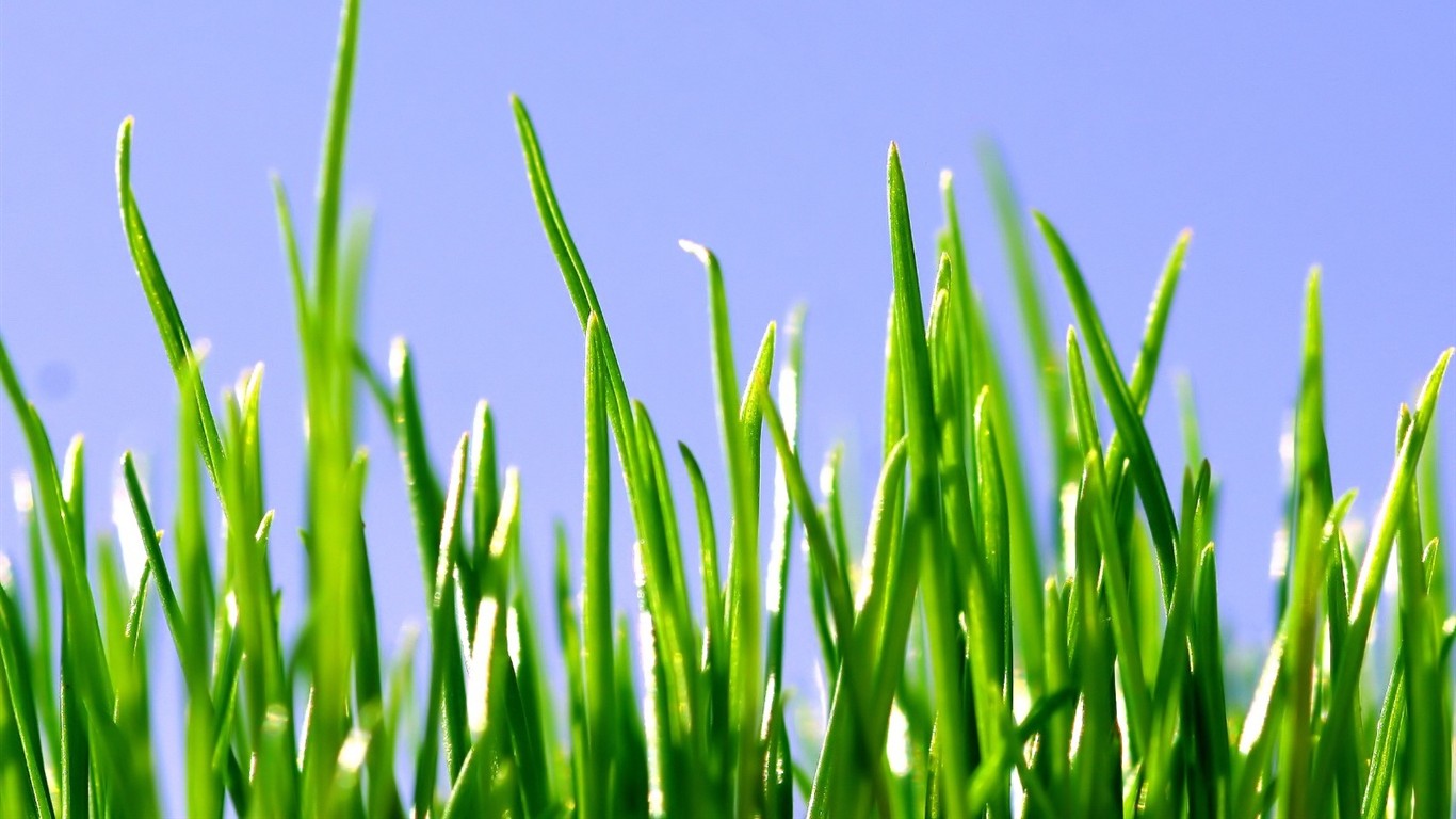 Vista 植物壁紙(五) #3 - 1366x768