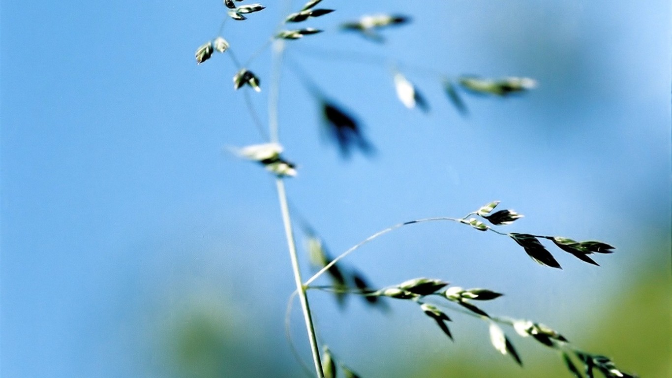 Vista 植物壁紙(五) #6 - 1366x768