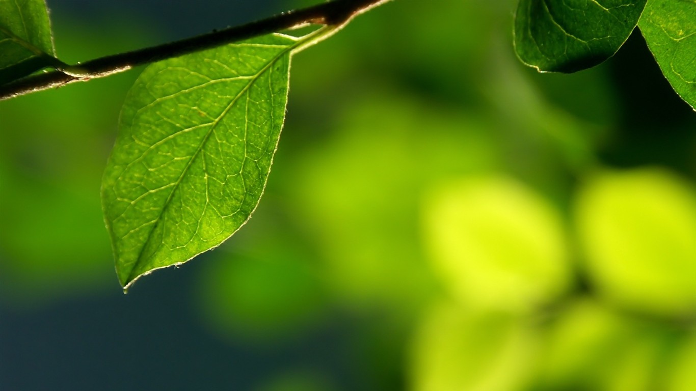 Vista 植物壁紙(五) #12 - 1366x768