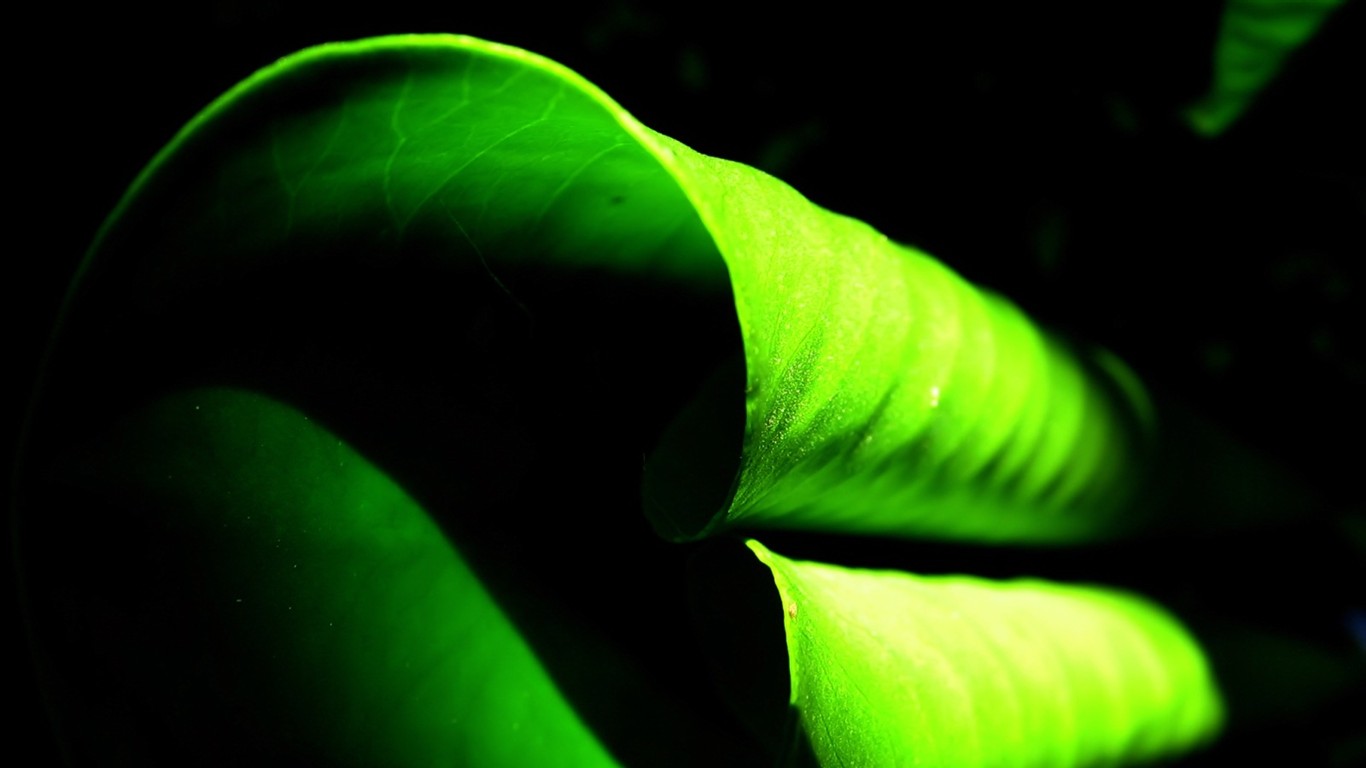 Vista 植物壁紙(五) #14 - 1366x768