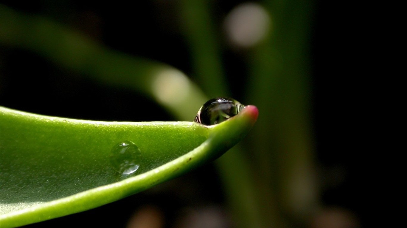 Vista 植物壁紙(五) #15 - 1366x768