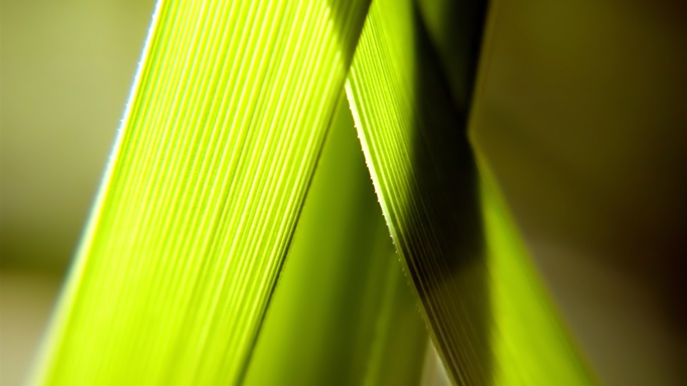 Vista 植物壁紙(五) #20 - 1366x768