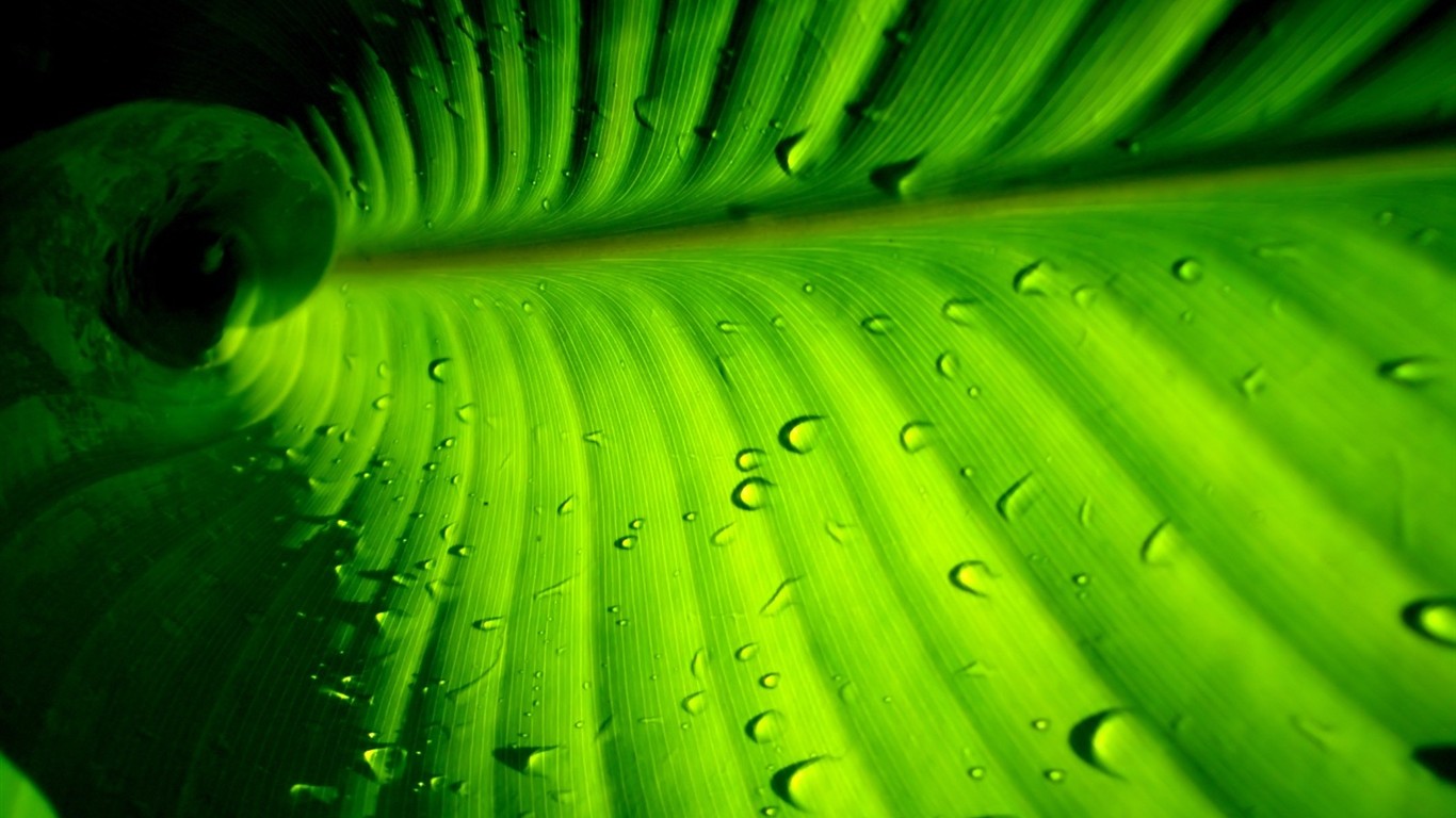 Vista 植物壁紙(五) #21 - 1366x768