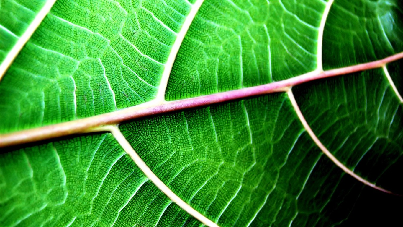 Vista 植物壁紙(五) #22 - 1366x768