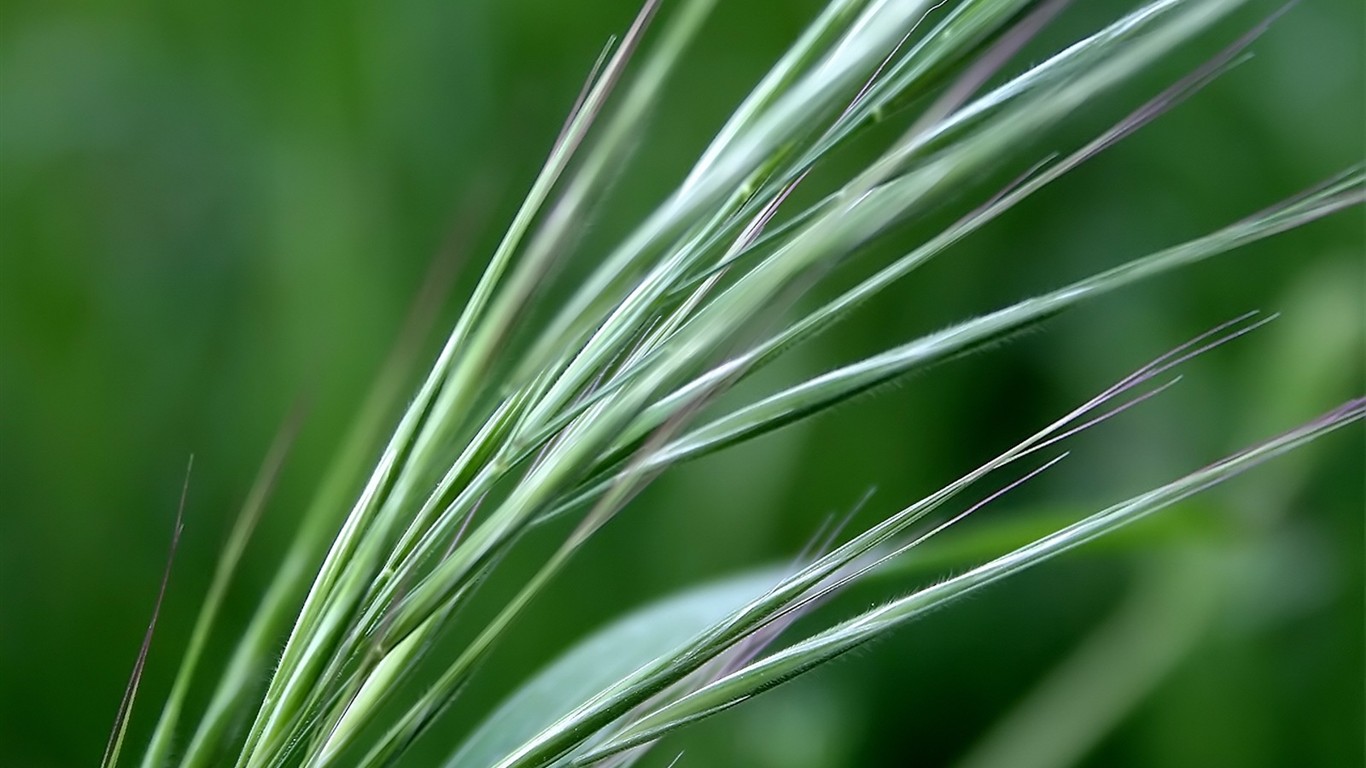 Vista 植物壁紙(五) #23 - 1366x768