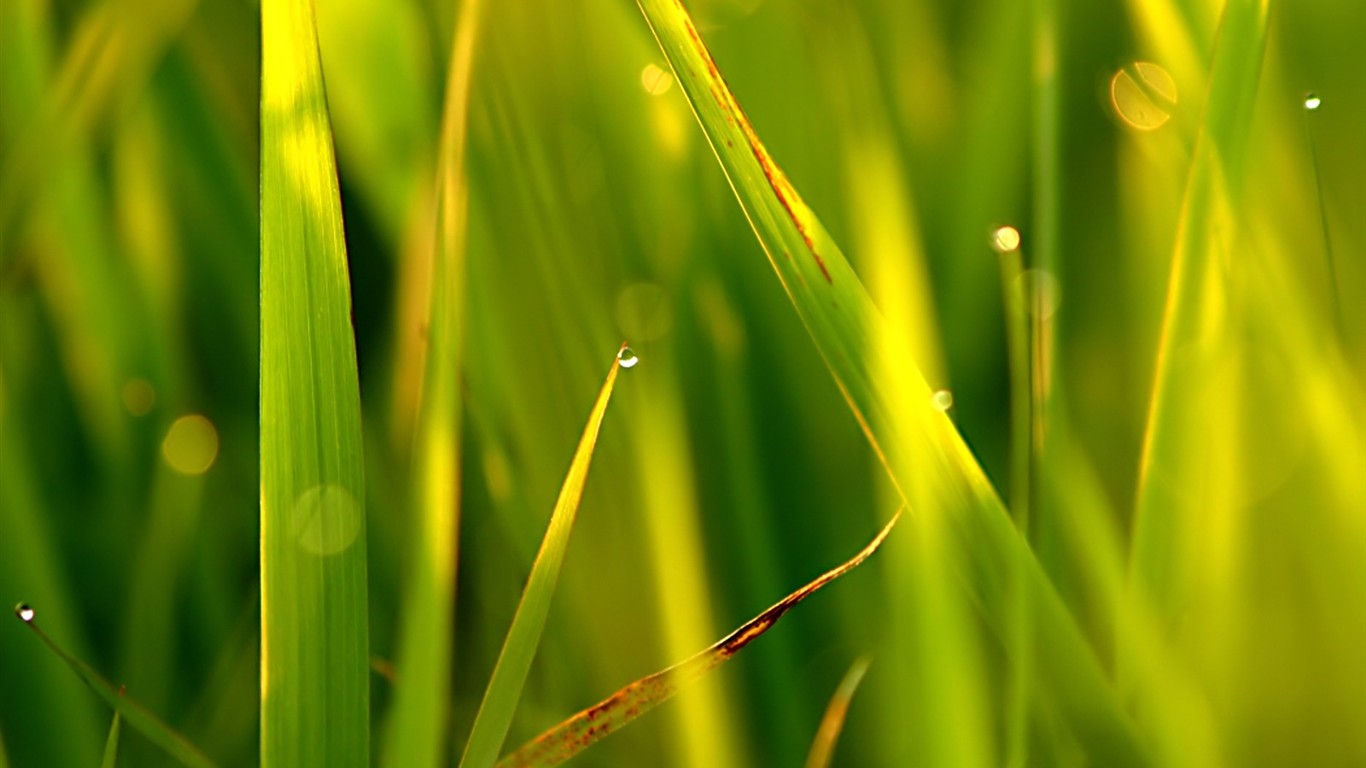 Vista 植物壁紙(五) #24 - 1366x768