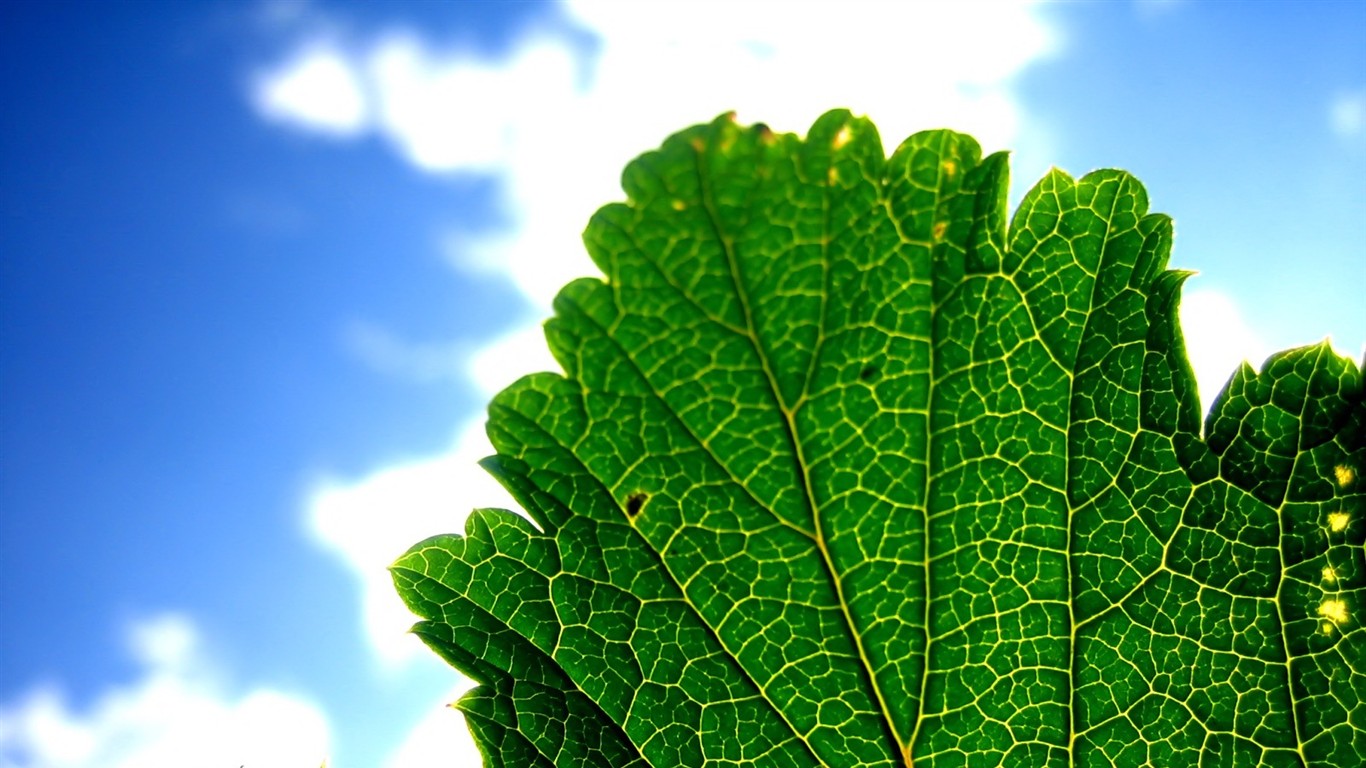 Vista 植物壁紙(五) #26 - 1366x768