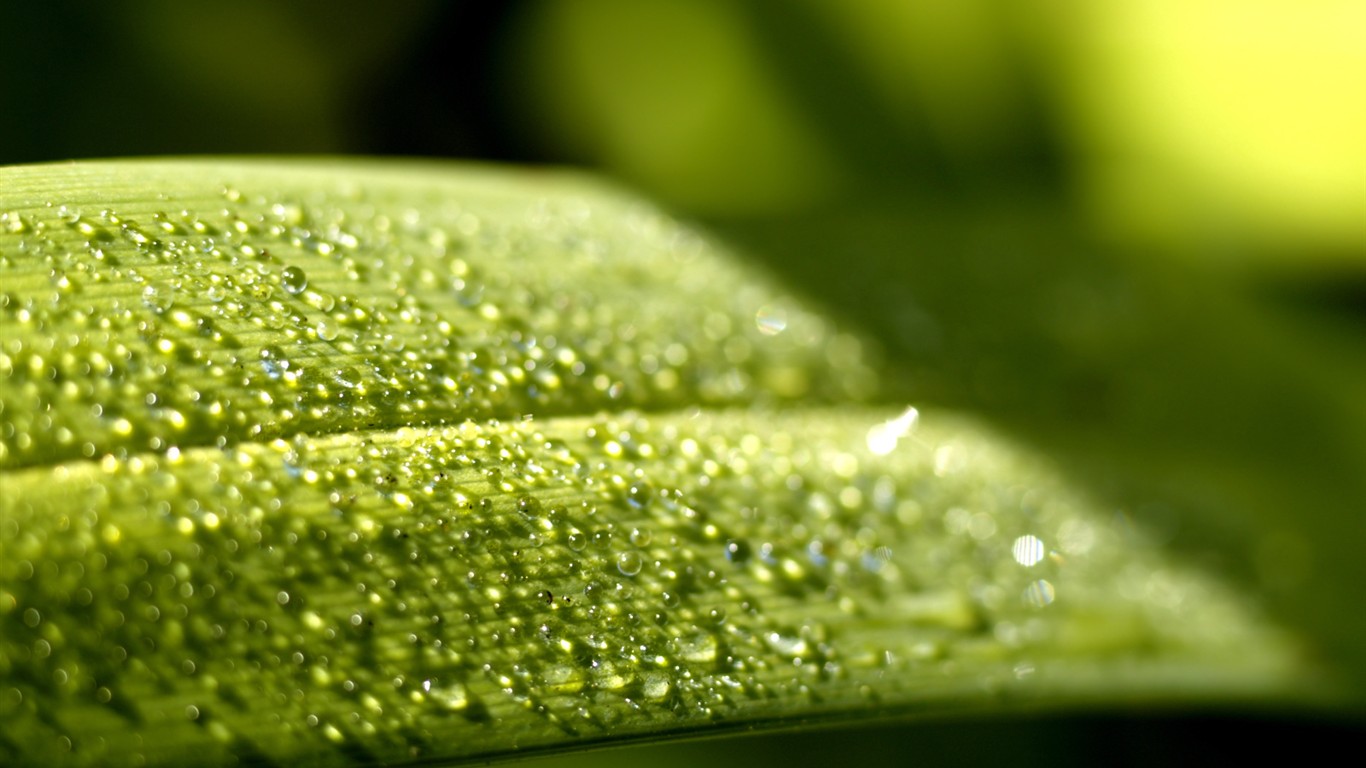 Vista 植物壁紙(五) #30 - 1366x768