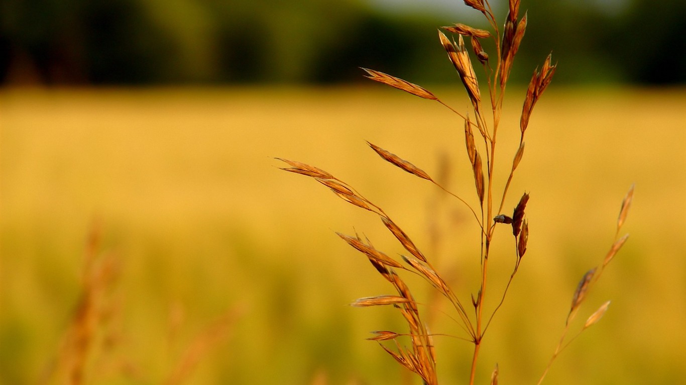 Vista Plant wallpaper (5) #31 - 1366x768