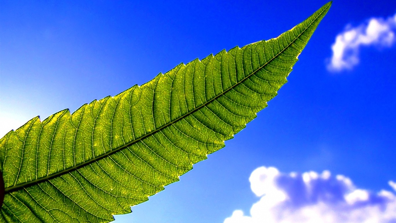 Vista Plant wallpaper (5) #34 - 1366x768