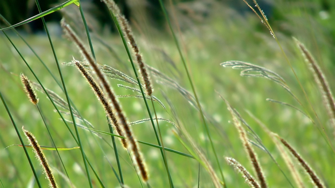 Vista 植物壁紙(五) #35 - 1366x768