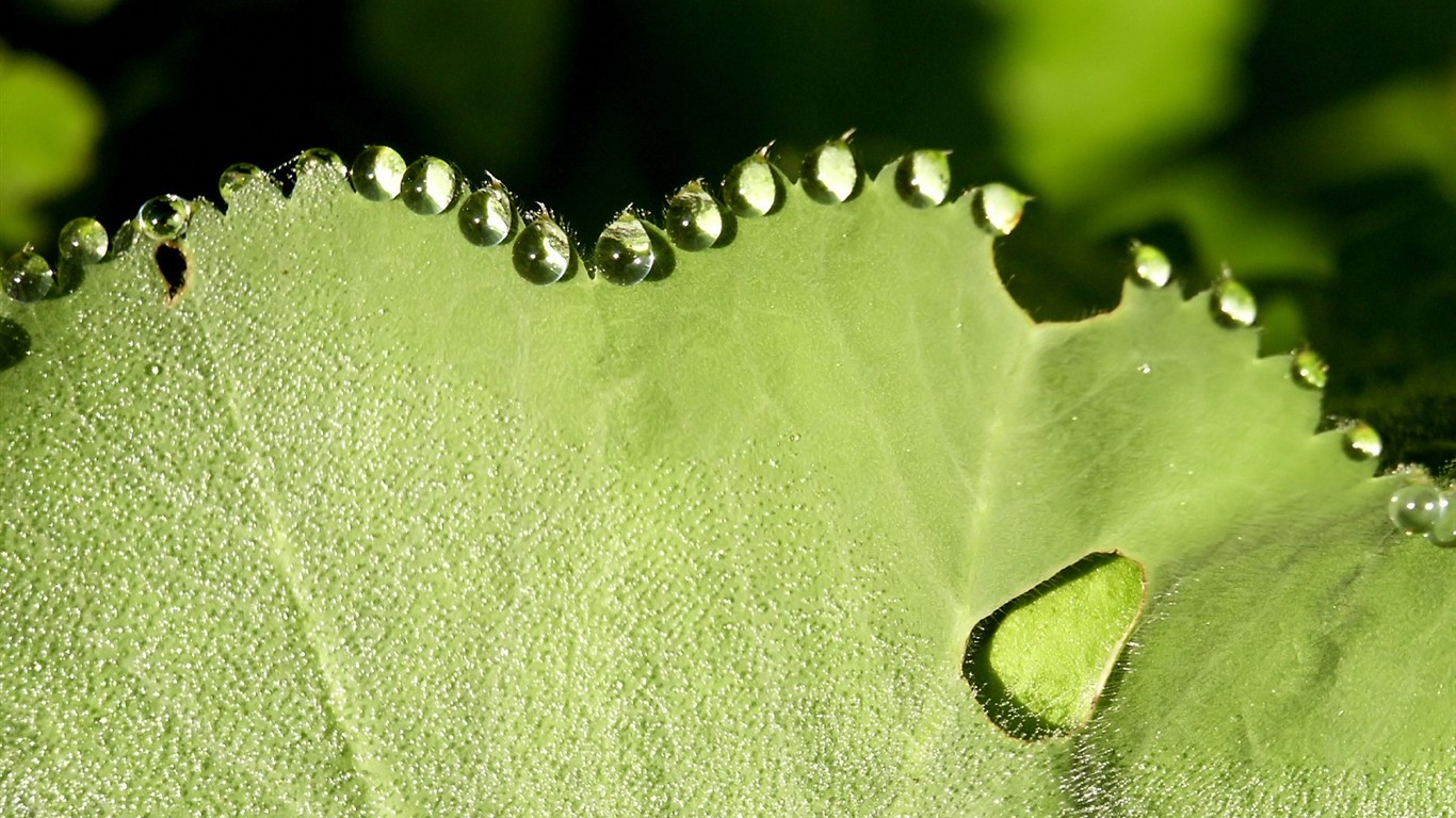 Vista 植物壁紙(五) #37 - 1366x768