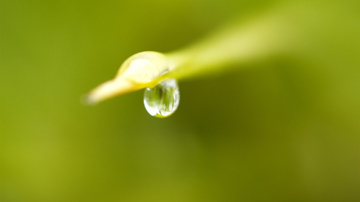 Vista 植物壁紙(五) #38 - 1366x768