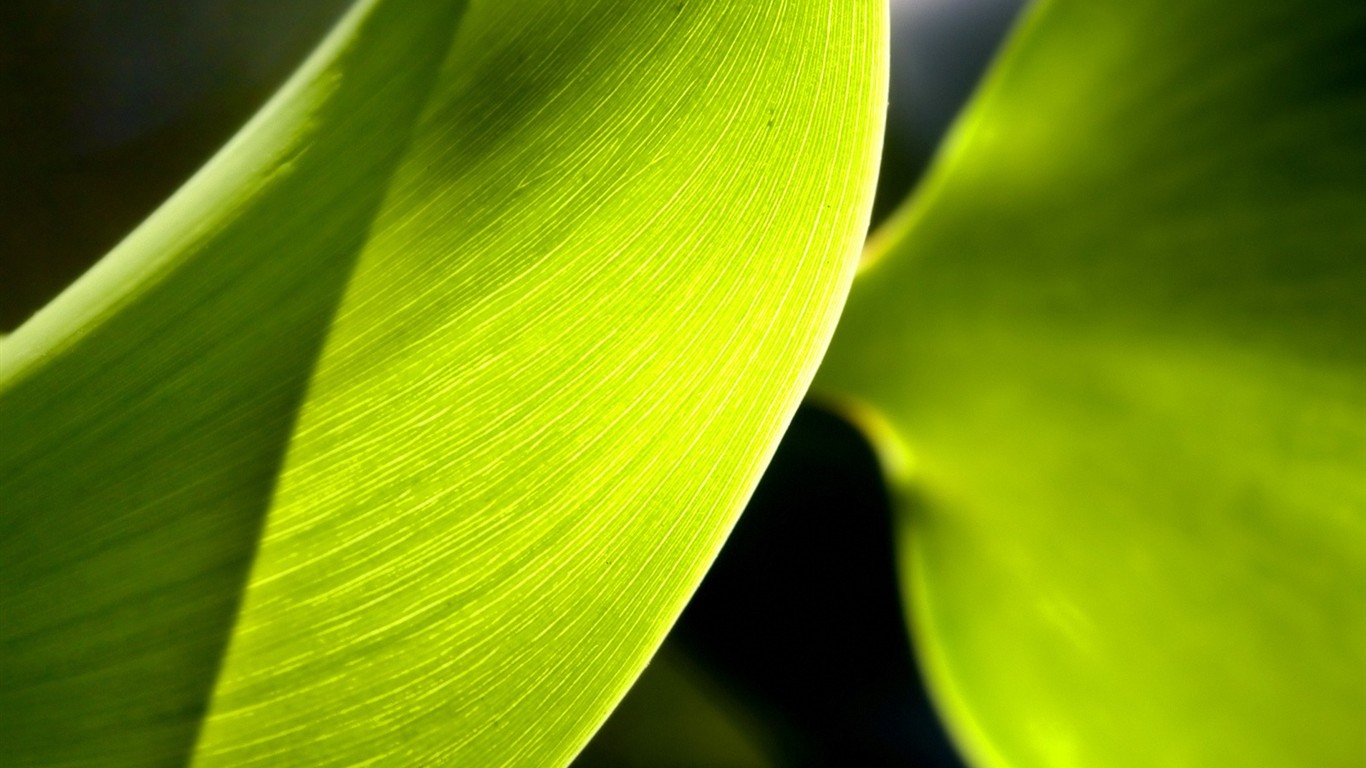 Vista 植物壁紙(五) #39 - 1366x768