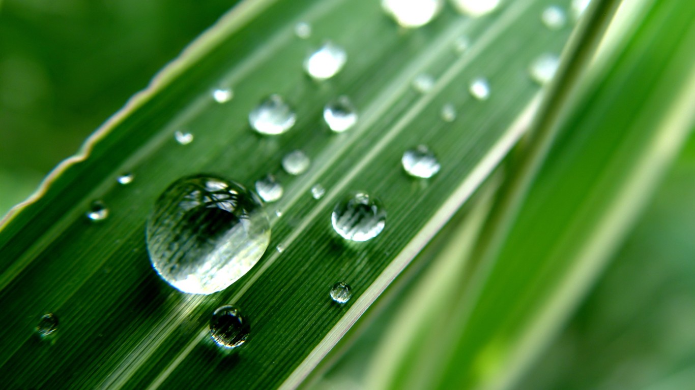 Vista 植物壁紙(七) #4 - 1366x768
