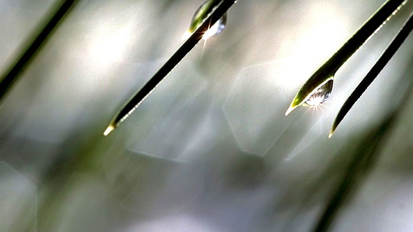 Vista 植物壁紙(七) #11 - 1366x768