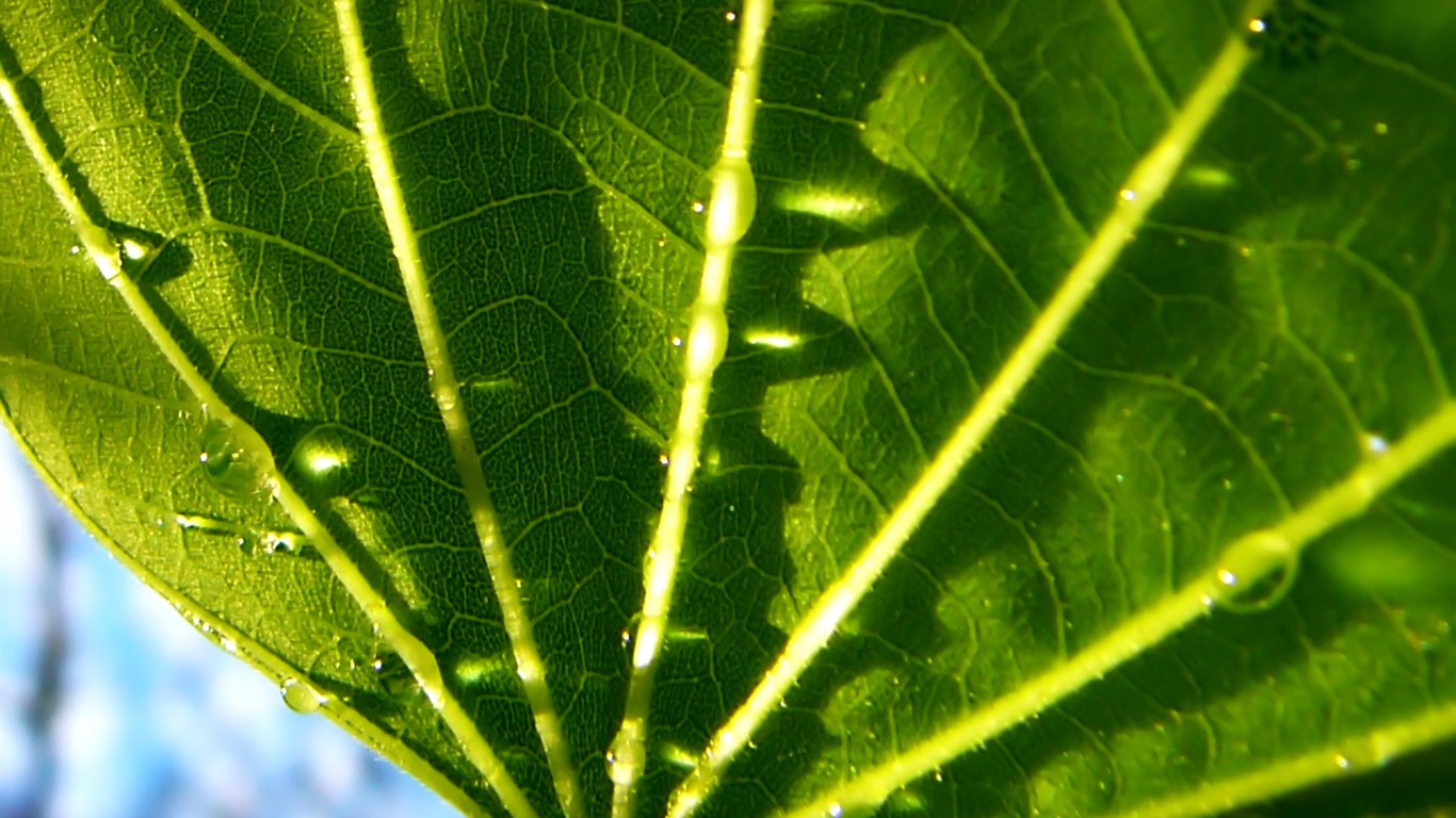 Vista 植物壁紙(七) #17 - 1366x768