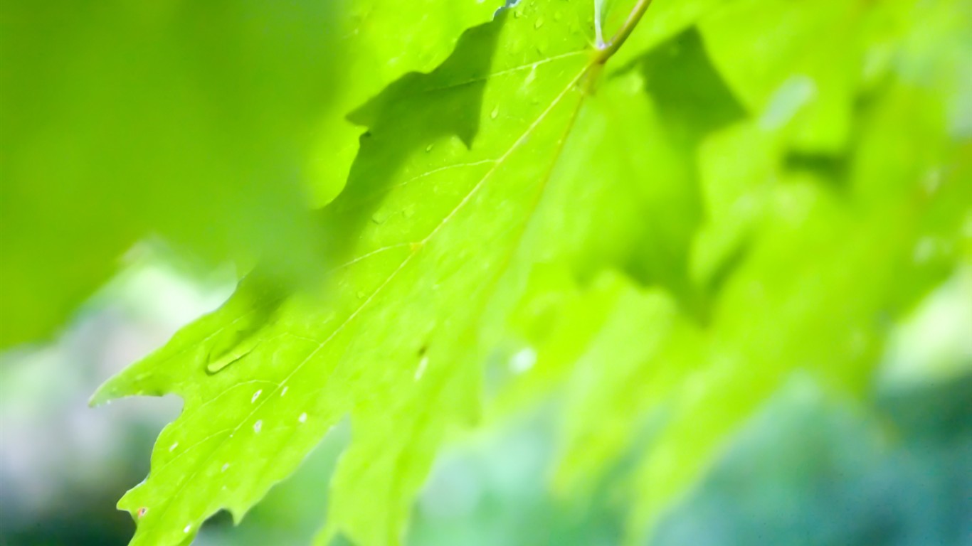 Vista 植物壁紙(七) #19 - 1366x768
