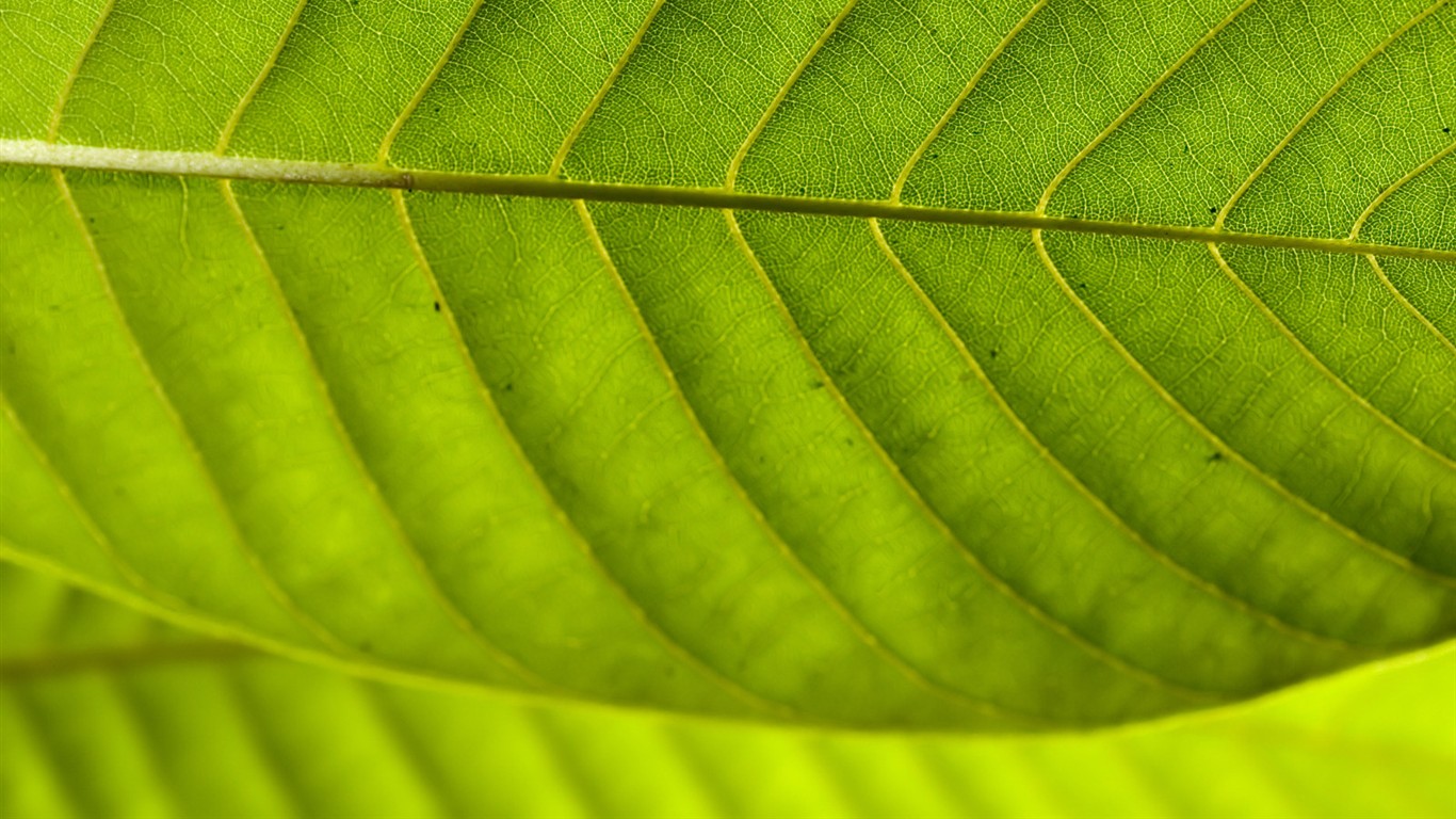 Vista 植物壁紙(七) #22 - 1366x768