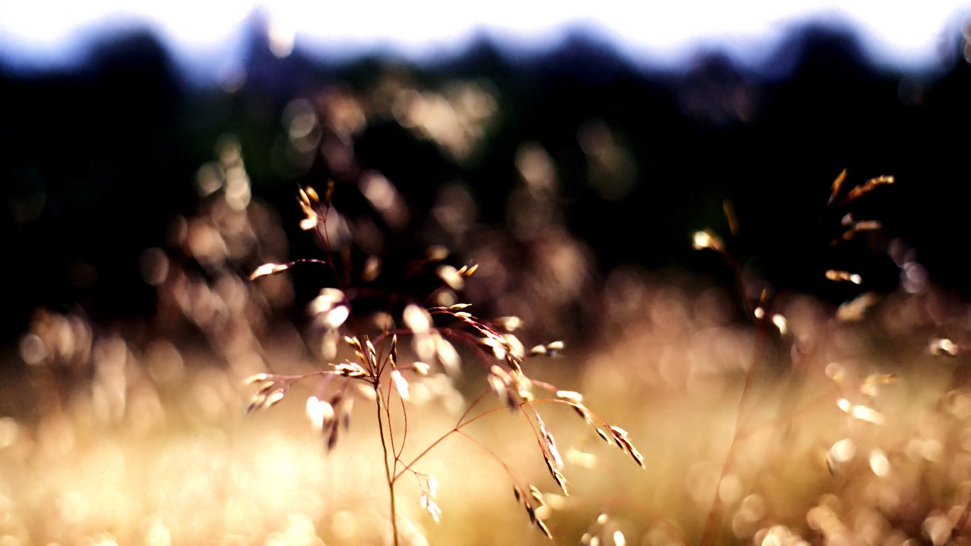 Vista rostlin tapetu (7) #23 - 1366x768