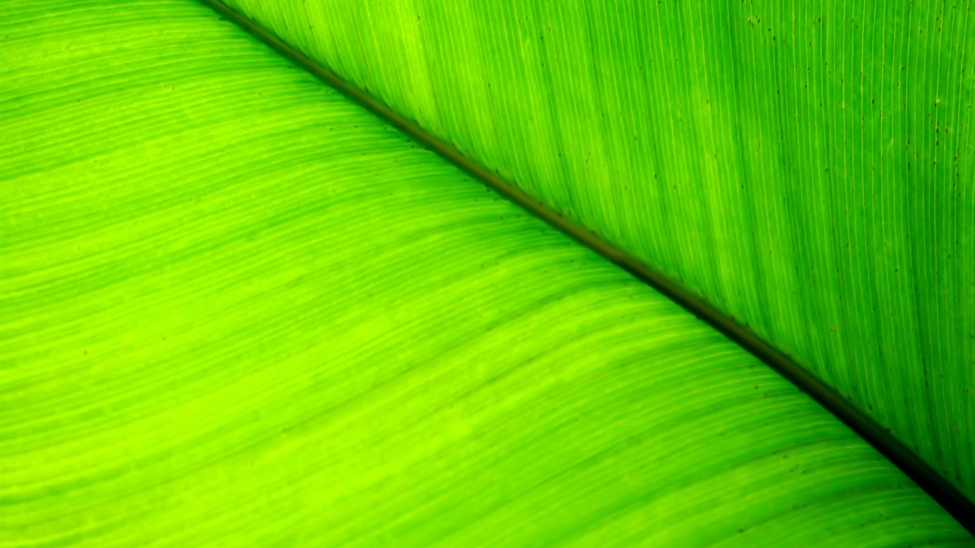 Vista 植物壁紙(七) #25 - 1366x768