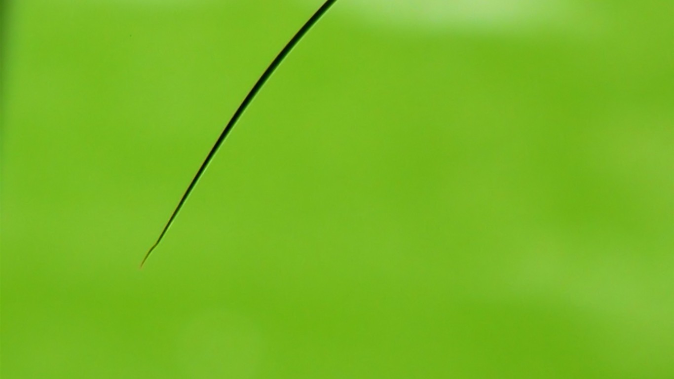 Vista 植物壁紙(七) #26 - 1366x768