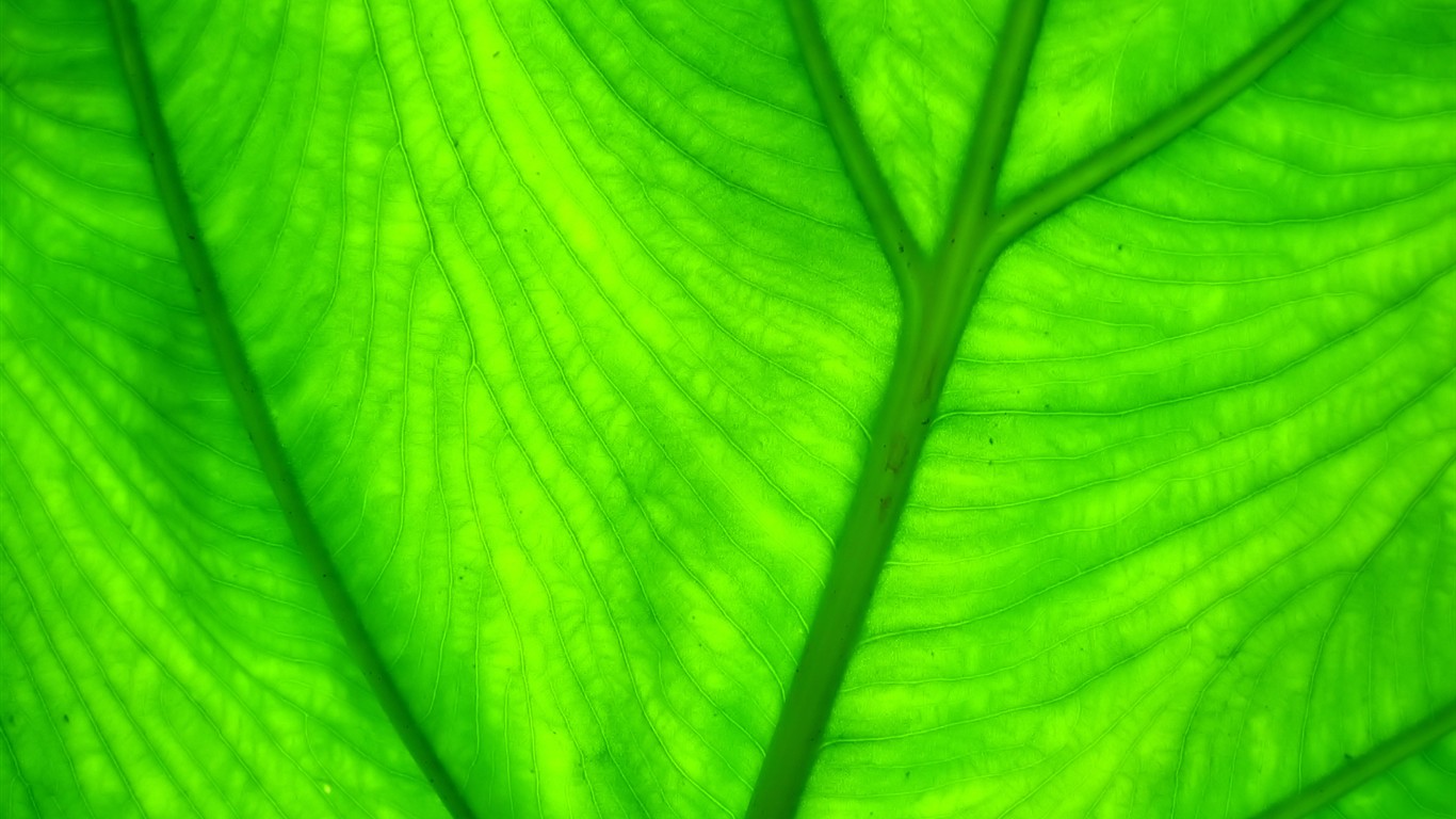 Vista Wallpaper plantes (7) #29 - 1366x768