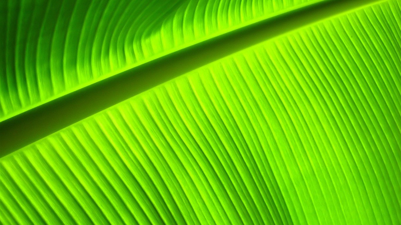 Vista 植物壁紙(七) #30 - 1366x768