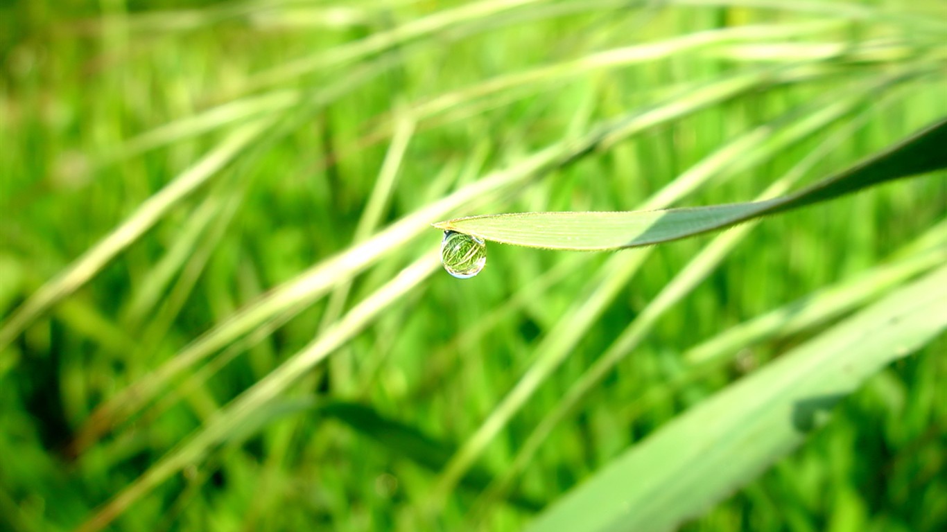 Vista 植物壁紙(七) #32 - 1366x768