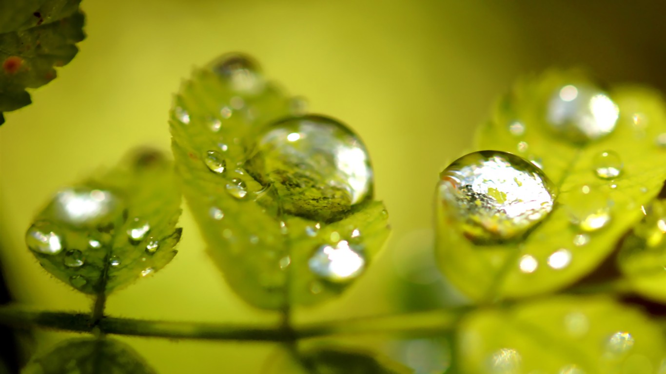 Vista 植物壁纸(七)33 - 1366x768